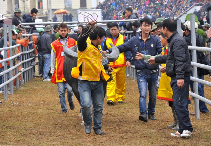 Sau trận trung kết ngày mai (23/2), giải thưởng dành cho “ông trâu” vô địch là 3 cây vàng 9999. Giải thưởng cho ngôi á quân là 2 cây vàng 9999. Giải cho 2 trâu giành giải Ba là 1 cây vàng 9999/trâu và nhiều phần thưởng khác sẽ được BTC trao tặng.