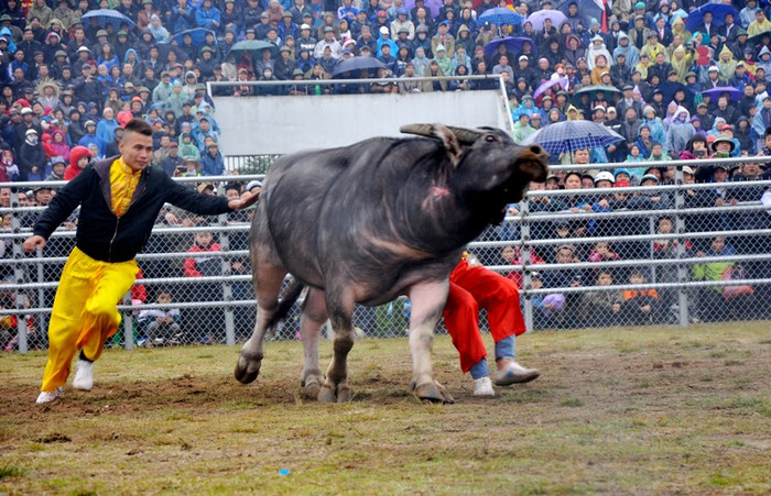 Đội ngũ nhân viên chuyên chăm sóc và giữ an toàn trên sân phải làm việc hết sức vất vả.
