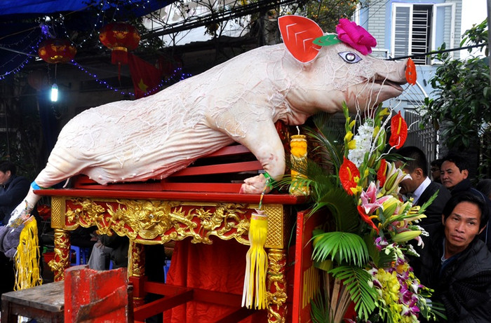 Bên cạnh việc phải chăm sóc cho những “ông Lợn” trước ngày tế lễ thì việc trang trí cần phải chú ý. “Trang trí cho “ông Lợn” không theo một quy chuẩn nhất định nào nhưng phải có sự hài hòa và đẹp mắt” – ông Nguyễn Quang Chức xóm Minh Khai I, xã La Phù (Hoài Đức, Hà Nội) chia sẻ.