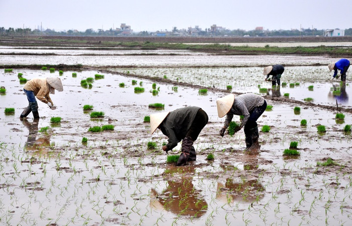 Không khí rộn ràng trong những ngày xuân của người nông dân Bắc Bộ. Không khí rộn ràng trong những ngày xuân của người nông dân Bắc Bộ.