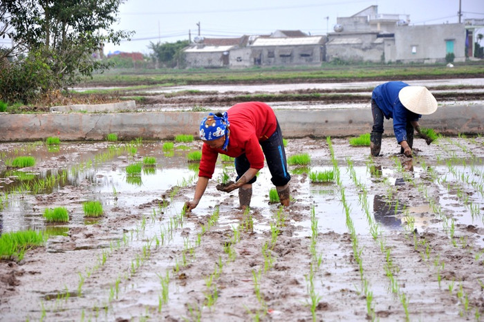Những hàng lúa thắng tắp trên ruộng trong tiết trời xuân chứa chan bao niềm hi vọng của người nông dân. Những hàng lúa thắng tắp trên ruộng trong tiết trời xuân chứa chan bao niềm hi vọng của người nông dân.