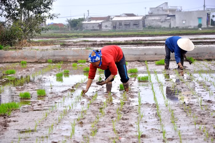 Những hàng lúa thắng tắp trên ruộng trong tiết trời xuân chứa chan bao niềm hi vọng của người nông dân. Những hàng lúa thắng tắp trên ruộng trong tiết trời xuân chứa chan bao niềm hi vọng của người nông dân.