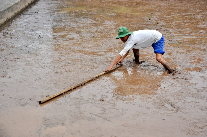 Dù được máy móc hỗ trợ nhiều trong nông nghiệp nhưng người nông dân vẫn sử dụng các phương pháp thủ công để làm ruộng trước khi cấy. Dù được máy móc hỗ trợ nhiều trong nông nghiệp nhưng người nông dân vẫn sử dụng các phương pháp thủ công để làm ruộng trước khi cấy.