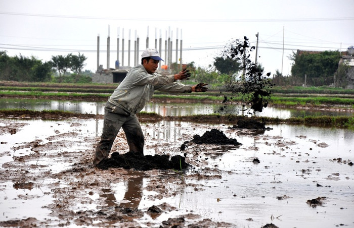 Trước Tết ruộng được đổ ngập nước, người nông dân phải làm cỏ, vãi phân chuồng ra ruộng trước khi máy bừa ống ruộng (san bằng mặt ruộng). Trước Tết ruộng được đổ ngập nước, người nông dân phải làm cỏ, vãi phân chuồng ra ruộng trước khi máy bừa ống ruộng (san bằng mặt ruộng).