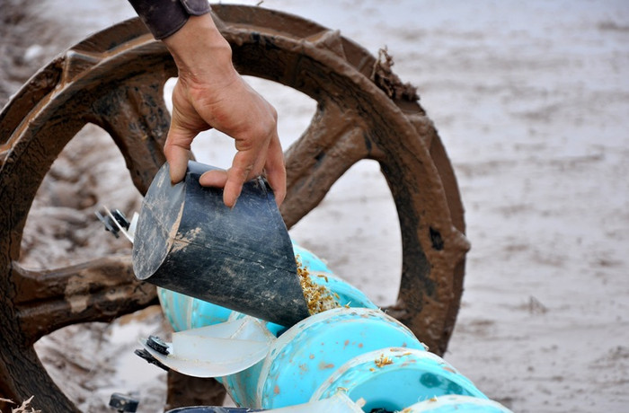 Hạt giống được khéo léo đưa vào máy xạ Hạt giống được khéo léo đưa vào máy xạ