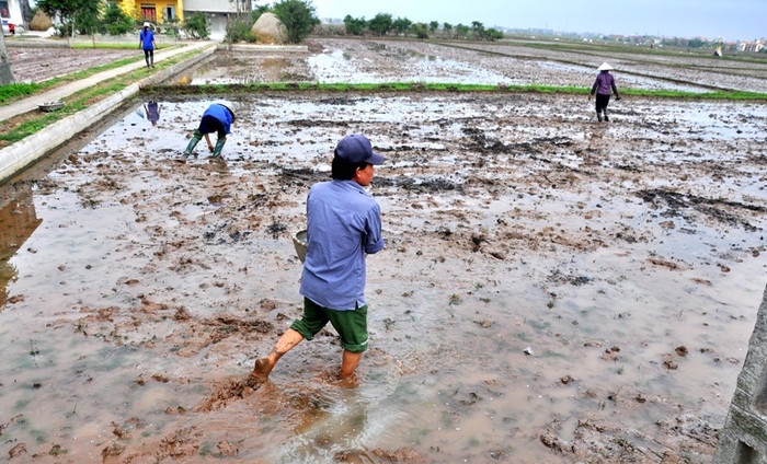 Ông Trần Văn Bình, xã Hải Lộc (Hải Hậu, Nam Định) cho biết: “Làm nông phải tuân theo tính mùa vụ để tránh sâu bệnh và phù hợp với thời tiết. Do đó, cần phải xuống đồng dù vẫn chưa hết ngày mồng”. Ông Trần Văn Bình, xã Hải Lộc (Hải Hậu, Nam Định) cho biết: “Làm nông phải tuân theo tính mùa vụ để tránh sâu bệnh và phù hợp với thời tiết. Do đó, cần phải xuống đồng dù vẫn chưa hết ngày mồng”.