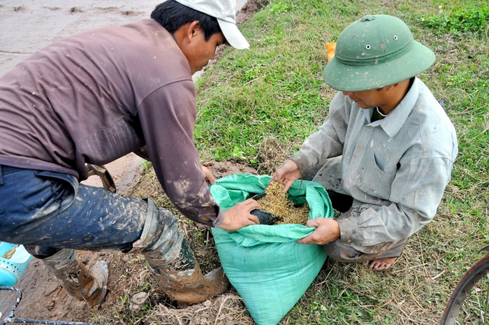 Hạt giống đưa xuống đồng: “hạt giống không được quá dài mà cũng không được quá ngắn để đạt được tính hiệu quả nhất trong việc sinh trưởng cây mạ. Mỗi giống lúa có một quá trình sinh trưởng khác nhau và sự thành công còn tùy theo việc lựa chọn giống lúa phù hợp với thời tiết trong năm.” – ông Trần Văn Vịnh chia sẻ. Hạt giống đưa xuống đồng: “hạt giống không được quá dài mà cũng không được quá ngắn để đạt được tính hiệu quả nhất trong việc sinh trưởng cây mạ. Mỗi giống lúa có một quá trình sinh trưởng khác nhau và sự thành công còn tùy theo việc lựa chọn giống lúa phù hợp với thời tiết trong năm.” – ông Trần Văn Vịnh chia sẻ.