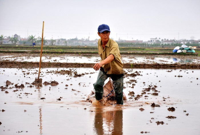 Những công việc làm ruộng như: làm cỏ bờ, san ruộng… được người nông dân làm trước khi cấy. Những công việc làm ruộng như: làm cỏ bờ, san ruộng… được người nông dân làm trước khi cấy.