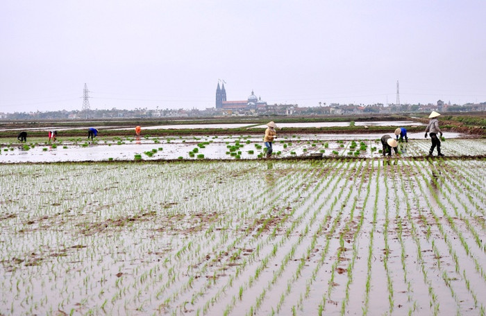 Một mùa Xuân mới về trên ruộng đồng vùng quê. Vụ mùa Đông Xuân lại bắt đầu khởi đầu một năm làm ăn của người nông dân. Một mùa Xuân mới về trên ruộng đồng vùng quê. Vụ mùa Đông Xuân lại bắt đầu khởi đầu một năm làm ăn của người nông dân.