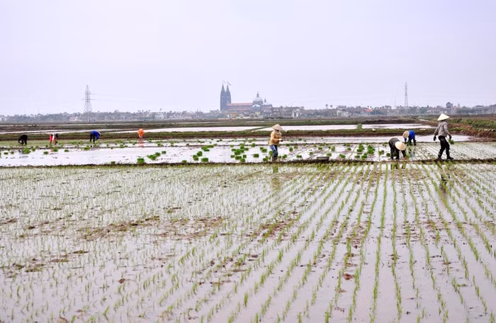 Một mùa Xuân mới về trên ruộng đồng vùng quê. Vụ mùa Đông Xuân lại bắt đầu khởi đầu một năm làm ăn của người nông dân. Một mùa Xuân mới về trên ruộng đồng vùng quê. Vụ mùa Đông Xuân lại bắt đầu khởi đầu một năm làm ăn của người nông dân.