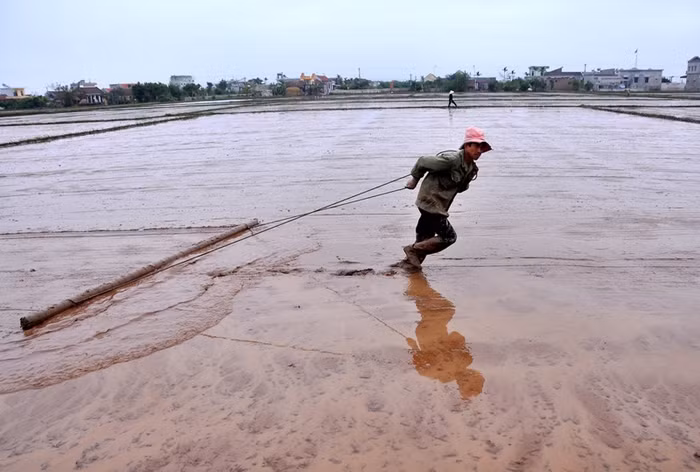 Trong năm nay, người nông dân ở huyện Hải Hậu (Nam Định) cũng áp dụng phương pháp xạ ruộng. Do đó, mặt ruộng phải cần bằng phẳng và khô nước để hạt giống không bị chết. Trong năm nay, người nông dân ở huyện Hải Hậu (Nam Định) cũng áp dụng phương pháp xạ ruộng. Do đó, mặt ruộng phải cần bằng phẳng và khô nước để hạt giống không bị chết.