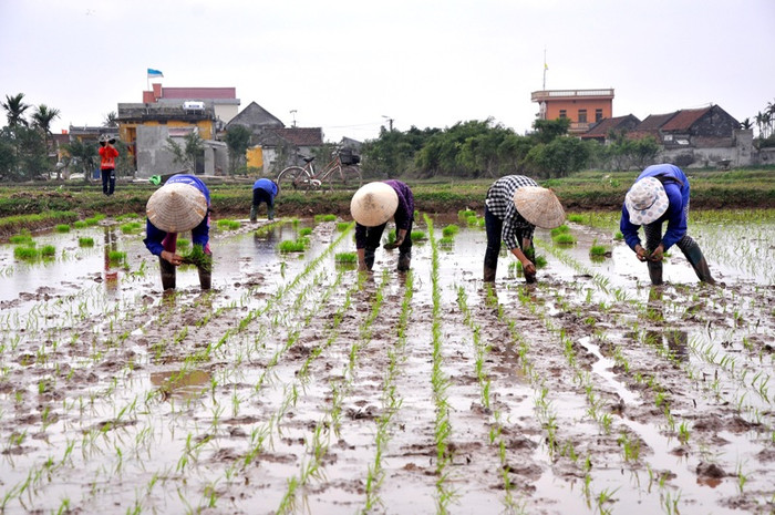 Vừa cấy vừa ăn Tết là chuyện thường thấy đã diễn ra từ rất lâu đối với những gia đình người nông dân ở Hải Hậu. Vừa cấy vừa ăn Tết là chuyện thường thấy đã diễn ra từ rất lâu đối với những gia đình người nông dân ở Hải Hậu.