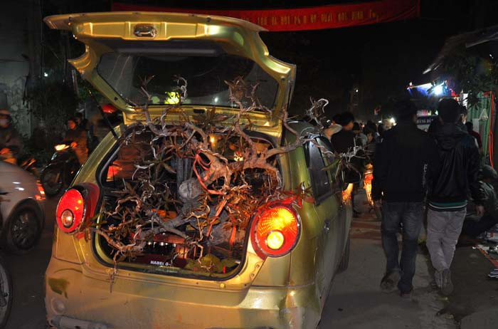 Dùng ôtô để trở cây cảnh về Dùng ôtô để trở cây cảnh về