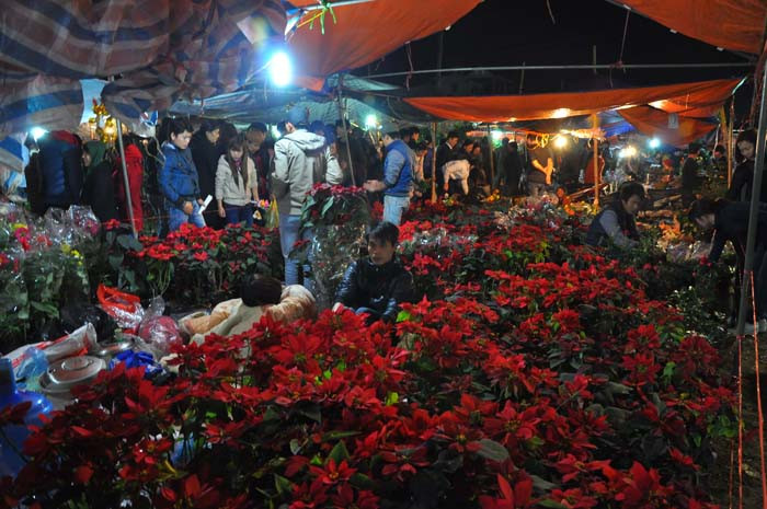 Hoa trạng nguyên cũng được bày bán thành những gian hàng lớn với giá 40.000 một chậu Hoa trạng nguyên cũng được bày bán thành những gian hàng lớn với giá 40.000 một chậu