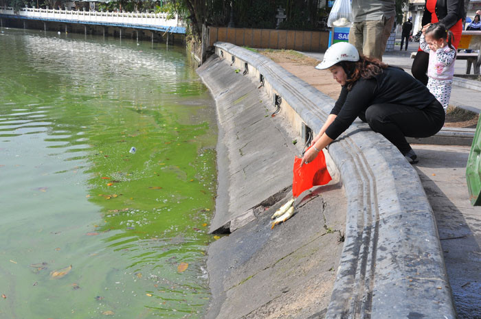 Nhiều người lại không quan trọng việc thả cá mà giương như là thả cho có lệ Nhiều người lại không quan trọng việc thả cá mà giương như là thả cho có lệ