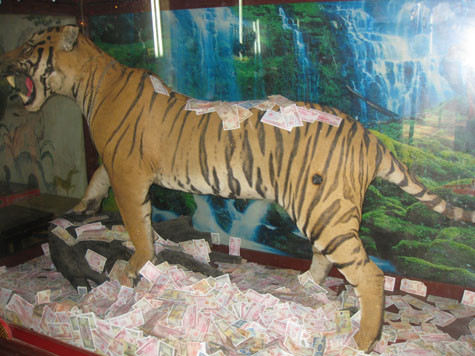 "Ông hổ" cũng ngập tiền lẻ. "Ông hổ" cũng ngập tiền lẻ.