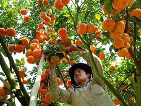 Quýt Lý Nhân (Hà Nam) từng rất nổi tiếng và được mang vào cung dâng lên vua chúa.