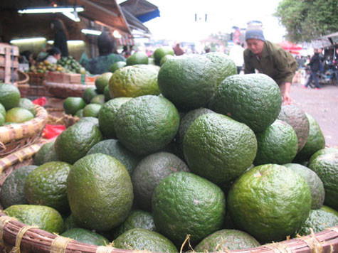 Cam sành, từng là một loại quả quí để dâng vua, chúa ngự dùng.