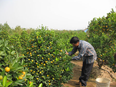 Để có được 1 cây quất thế đẹp thì điều quan trọng nhất vẫn là ở bàn tay của người chủ tạo dáng.