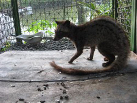 Những chú chồn này cũng được nhiều nơi dâng tiến vua, chúa. Những chú chồn này cũng được nhiều nơi dâng tiến vua, chúa.