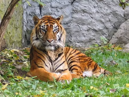 Hổ, loài động vật nằm trong sách đỏ cũng từng là một động vật được dâng tiến vua.