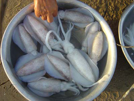 Những con mực tươi ngon nhất cũng thường được ngư dân các vùng biển dâng lên vua. Những con mực tươi ngon nhất cũng thường được ngư dân các vùng biển dâng lên vua.