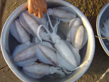 Những con mực tươi ngon nhất cũng thường được ngư dân các vùng biển dâng lên vua.