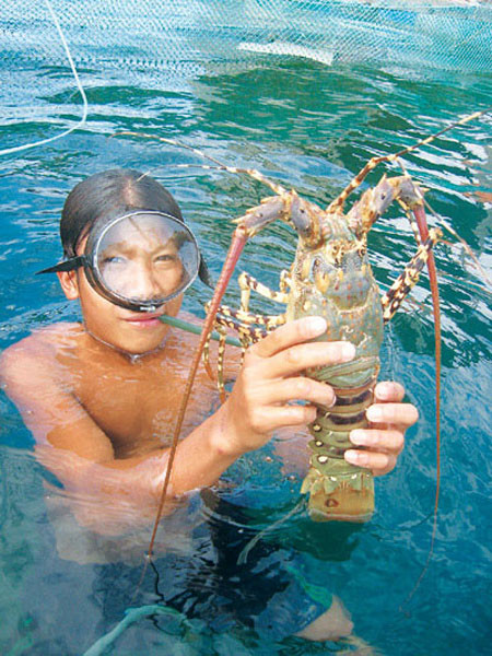 Tôm hùm Bình Ba (Khánh Hòa), một sản vật quí tiến vua. Tôm hùm Bình Ba (Khánh Hòa), một sản vật quí tiến vua.