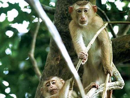 Những chú khỉ cũng được dâng tiến để làm thức ăn và thuốc cho vua chúa một thời.