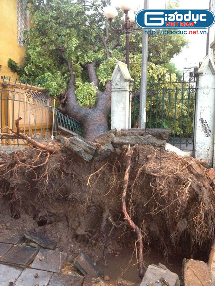 Do gió lớn đã khiến một cây xanh lớn bật gốc, đổ sập hàng rào số nhà 33 Nhà Chung Do gió lớn đã khiến một cây xanh lớn bật gốc, đổ sập hàng rào số nhà 33 Nhà Chung