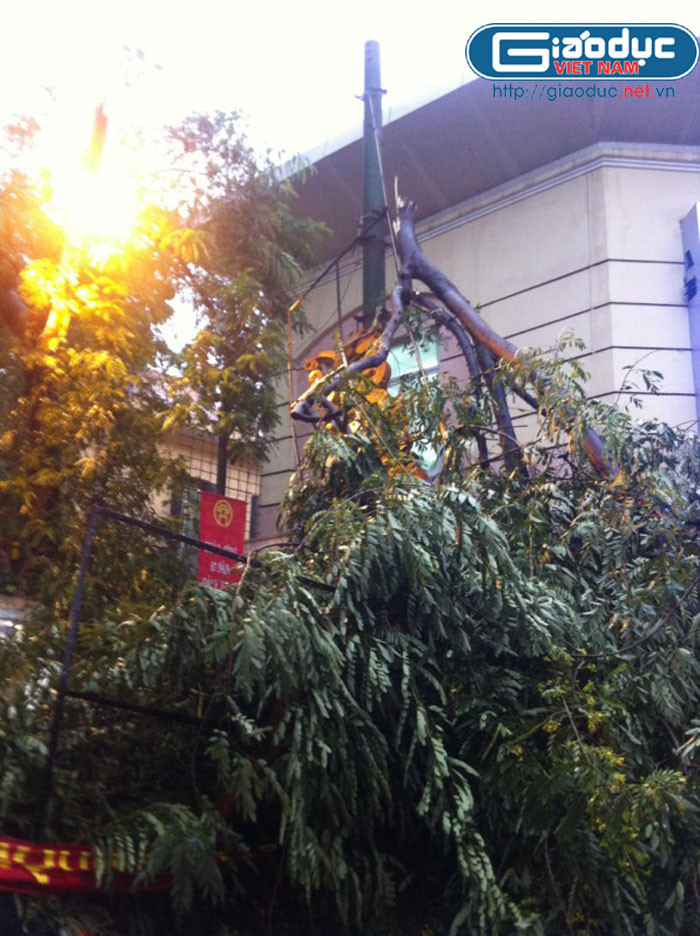 Cảnh cây gãy treo lủng lẳng Cảnh cây gãy treo lủng lẳng