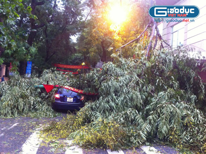 Cành cây gãy, phủ kín cả mặt đường Tràng Thi Cành cây gãy, phủ kín cả mặt đường Tràng Thi