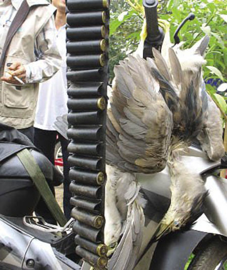 Nạn săn bắt trái phép sâm cầm đang dẫn đến tình trạng loại động vật này có nguy cơ tuyệt chủng ở Việt Nam. Nạn săn bắt trái phép sâm cầm đang dẫn đến tình trạng loại động vật này có nguy cơ tuyệt chủng ở Việt Nam.