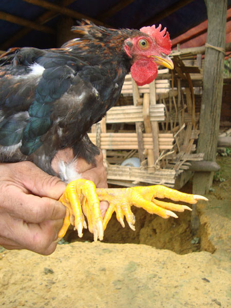 Gà chín cựa, từng được biết đến qua sự tích Sơn Tinh - Thủy Tinh thời vua Hùng. Gà chín cựa, từng được biết đến qua sự tích Sơn Tinh - Thủy Tinh thời vua Hùng.