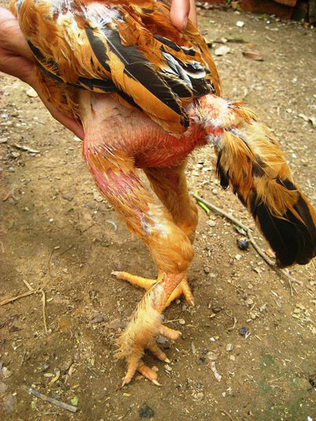 Gà Tò (Thái Bình) cũng từng là một sản vật quí để tiến vua. Gà Tò (Thái Bình) cũng từng là một sản vật quí để tiến vua.