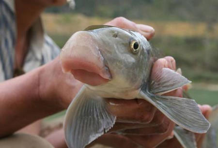 Cá Anh Vũ, một sản vật quí của thành phố ngã ba sông Việt Trì (Phú Thọ) từng được tiến vua. Cá Anh Vũ, một sản vật quí của thành phố ngã ba sông Việt Trì (Phú Thọ) từng được tiến vua.