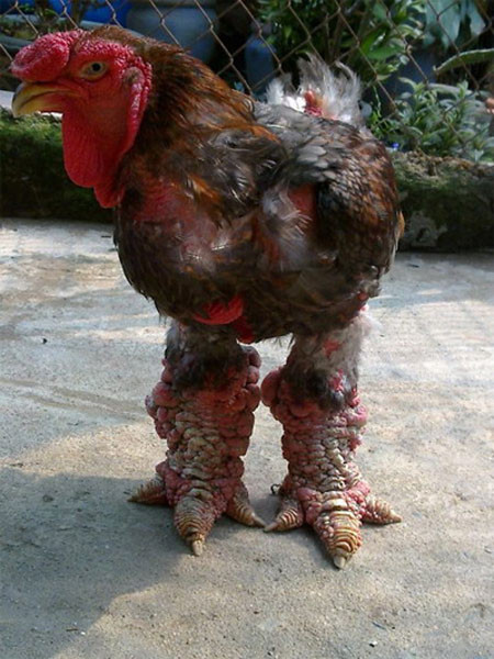 Gà Đông Cảo với bộ chân to như "chân voi" từng được coi là một sản vật quý để tiến vua của mảnh đất Hưng Yên. Gà Đông Cảo với bộ chân to như "chân voi" từng được coi là một sản vật quý để tiến vua của mảnh đất Hưng Yên.