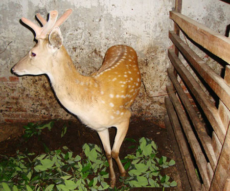 Nhung hươu, gân nai cũng từng được nhiều vùng cung tiến đến các vị hoàng đế. Nhung hươu, gân nai cũng từng được nhiều vùng cung tiến đến các vị hoàng đế.