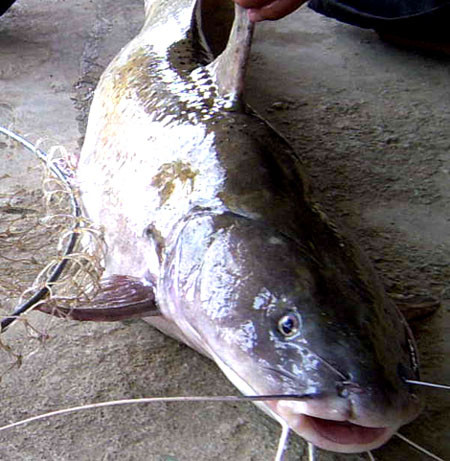 Cá chiên, một sản vật quí trên sông Đà. Cá chiên, một sản vật quí trên sông Đà.