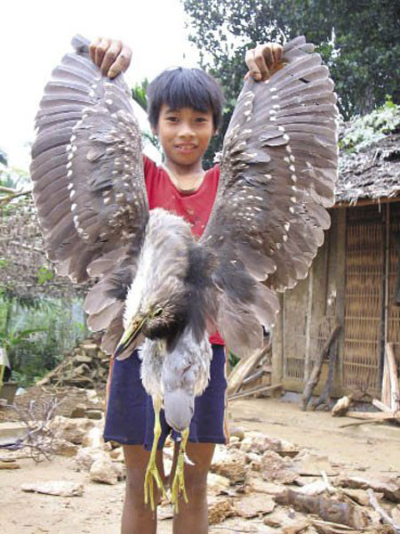 Một con sâm cầm tự nhiên bị người dân săn bắn. Một con sâm cầm tự nhiên bị người dân săn bắn.