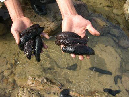 Hải Sâm một vị thuốc quí chuyên dùng cho các vị vua. Hải Sâm một vị thuốc quí chuyên dùng cho các vị vua.