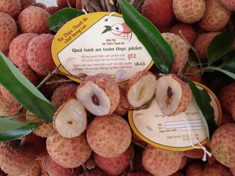 Xưa kia vải thiều Thanh Hà, là một sản vật quí của xứ Đông (Hải Dương nay) dùng để dâng lên vua