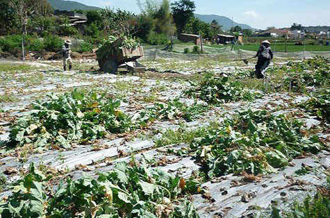 Rau rẻ hơn bèo, người dân Lâm Đồng phá bỏ làm phân (ảnh: Bee.net.vn)