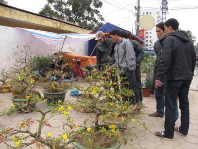 Người dân nên chọn mua cây cảnh ở các cửa hàng có tên tuổi, uy tín để đảm bảo về chất lượng.(Ảnh: Người dân chọn mua hoa mai dịp Tết Tân Mão. Ảnh: Thành Chung).