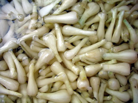 Tương truyền, nhân một ngày vua Hùng xuống thăm dân, công chúa Kiệu dâng lên vua cha những củ trắng trong, thơm ngát, cùng với những món ăn dân gian. Vua Hùng nếm thử, và rất thích.