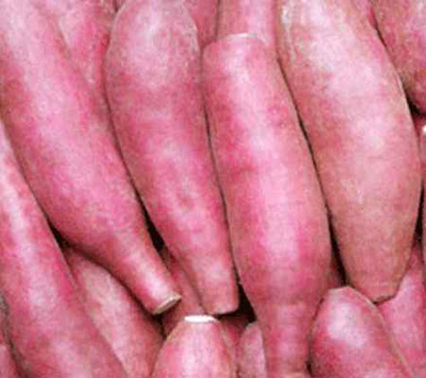 Các cụ cao niên ở Đồng Thái cho biết, khoai lang Đồng Thái trước đây là một trong những nông sản tiến vua của vùng xứ Đoài