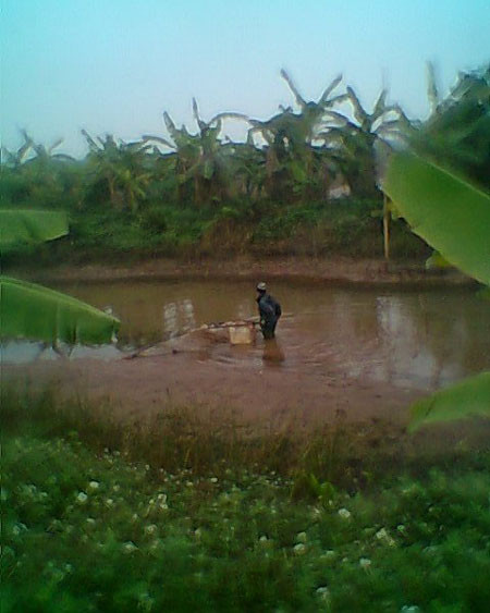 Đầm thủy sản nằm trên diện tích đất bị cưỡng chế, thu hồi của hộ ông Vươn đang bị vơ vét. Đầm thủy sản nằm trên diện tích đất bị cưỡng chế, thu hồi của hộ ông Vươn đang bị vơ vét.