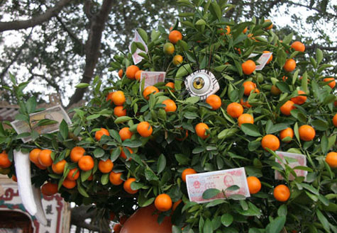 Cây quất cảnh trong một chùa ở Hà Nội cũng chi chít tiền lẻ cùng quả.