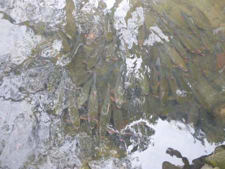 Người dân ở khu vực xung quanh các suối này cho biết, dù rất nhiều cá nhưng không ai dám bắt vì cho rằng đây là những đàn cá " thần". Người dân ở khu vực xung quanh các suối này cho biết, dù rất nhiều cá nhưng không ai dám bắt vì cho rằng đây là những đàn cá " thần".