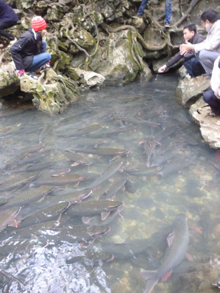 Dù trời rét đậm nhưng trong những ngày đầu xuân vẫn có khá đông người từ các nơi đổ về chiêm ngưỡng suối cá thần ở các huyện Bá Thước, Cẩm Thủy (Thanh Hóa). Dù trời rét đậm nhưng trong những ngày đầu xuân vẫn có khá đông người từ các nơi đổ về chiêm ngưỡng suối cá thần ở các huyện Bá Thước, Cẩm Thủy (Thanh Hóa).